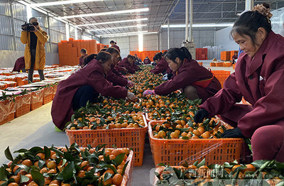 2019河池農產品產銷對接活動簽約金額達7800萬元，農產品產銷邁上新臺階