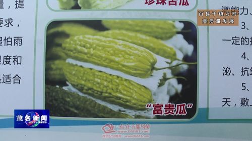 信宜貴子鎮 公司+農戶+合作社，特色苦瓜產業助力鄉村振興