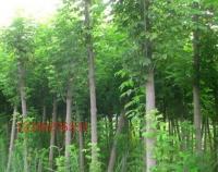 復(fù)葉槭 觀賞、綠化的優(yōu)良樹種全解析