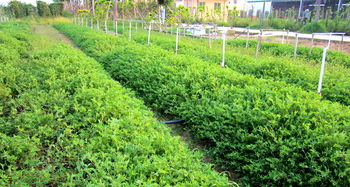 邊坡生態(tài)修復(fù)的關(guān)鍵 科學(xué)選擇與配置苗木