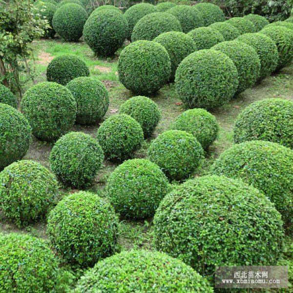 小葉扶芳藤與三葉五葉爬墻虎 常綠攀緣植物的園林應(yīng)用與選擇